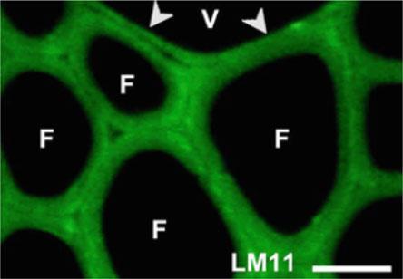 Xylan localization Example o immunofluorescence localization of substitute xylans in fiber (F) and vessel (V) cell walls of mature xylen from apen wood.