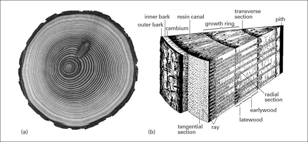 Wood and non-wood anatomy Ref. básica: Geoffrey Daniel 2009 Wood and Fibre Morphology.