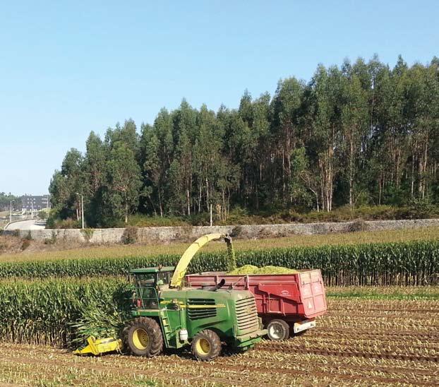 KALUMET 10 Dias mais GAMA SILAGEM Máxima produtividade, com máxima energia e digestibilidade Nas campanhas de 2013 a 2015, KALUMET confirmou-se um hibrido fora de série, aliando sempre ao seu