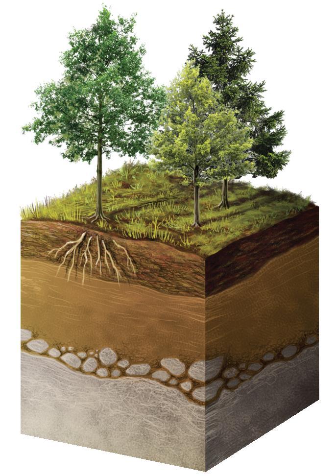 As condições climáticas dos climas temperados permitem a formação de solos