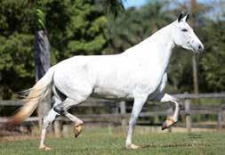 P/ Tordilha Cavalo que recém completou três anos de idade, em fase inicial de treinamentos e grandes qualidades de andamento e morfologia.