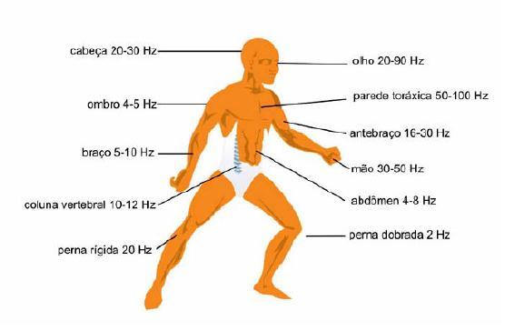 28 Figura 9 - Frequências naturais do corpo humano Fonte: Norma ISO 2631-1,1997 As vibrações transmitidas ao corpo humano são classificadas em corpo inteiro e por extremidades.