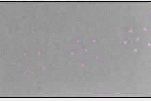 Na comparação entre os conjuntos de imagens, pôde-se concluir que quando aplicado o polinômio de correção, as imagens digitalizadas no scanner óptico apresentaram mais