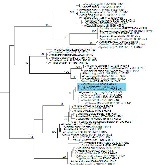 29 Figura 5: Árvore filogenética do gene HA. O grupo H5N1 está hachurado. Retirado de CHEN (2006). PISONI et al.