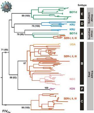 41 Figura 15: Os diferentes subtipos de FIV são demonstrados nessa árvores. Retirada de ANTUNES et al. (2008).