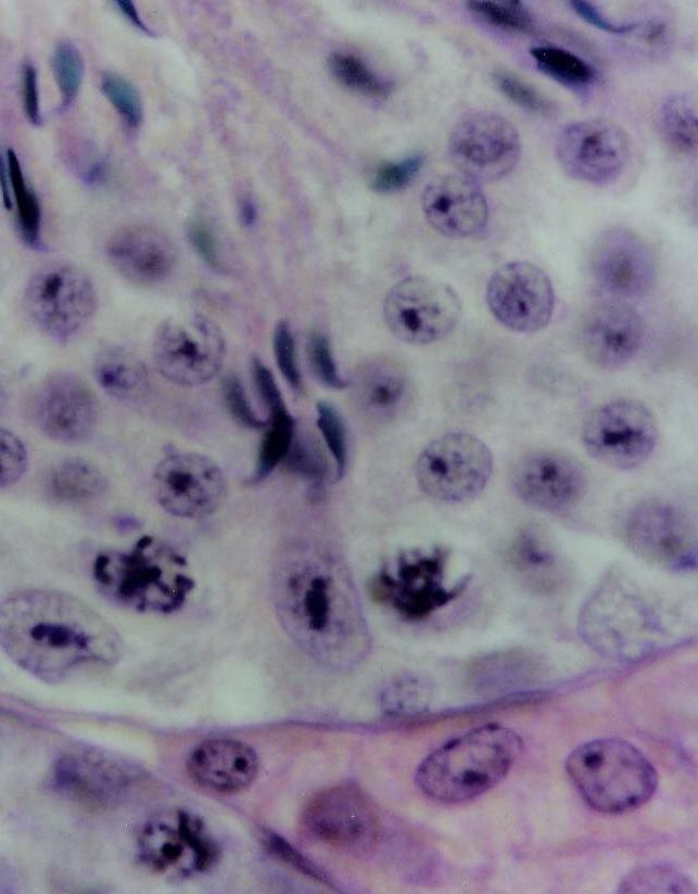 translocação das células germinativas da base para o ápice do epitélio germinativo; Roberta Davis, Z. B. R. Dacás & T.