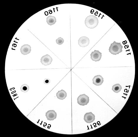 Bandeira FMGC et al. Figura 3 Teste de solubilidade realizado em sangue de cordão umbilical.