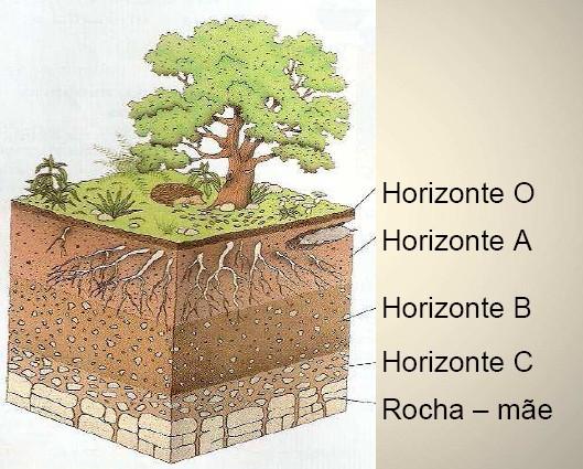 Horizontes de um Solo Horizonte O: É constituído pela acumulação de folhas e outros restos de plantas e por cadáveres de animais.