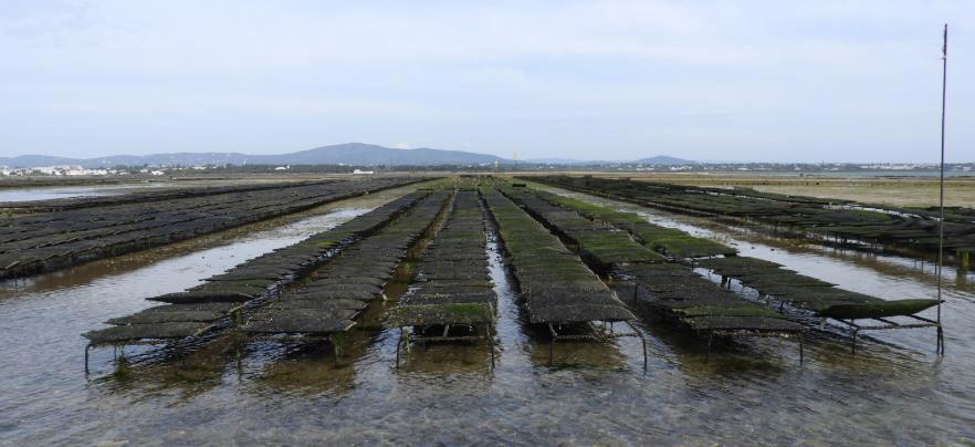 Nos restantes viveiros, na Fortaleza, os produtores de ostra utilizam mesas de eliaço ao estilo francês, dispondo as estruturas produtivas em fiadas longas (por vezes com 150 m), espaçadas por