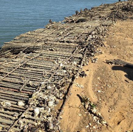 Vestígios de antigas estruturas de captação de semente de ostra