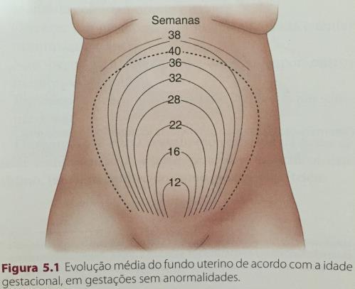 Palpação do FU: - Até a 6a semana, não ocorre alteração do tamanho uterino; - Na 8a semana, o útero corresponde ao dobro do tamanho normal; - Na 10a semana, o útero corresponde a três vezes o tamanho