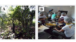 Figura 1: A: Sistema Agroflorestal de Agricultor. B: Estagiários na fábrica de polpas.
