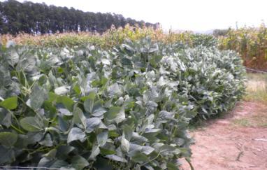 1: Fotografias capturadas nas quatro coletas de dados em área cultiva com soja pelo Departamento de