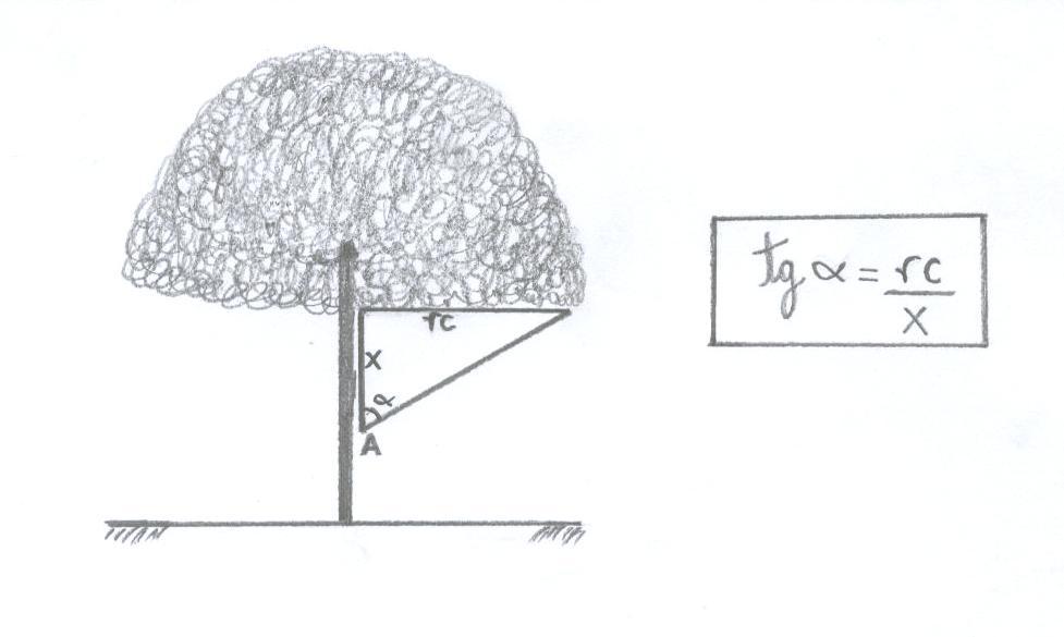 Figura 4: exemplo do cálculo a ser feito para aceite ou exclusão da leitura, onde: A = ponto de leitura do equipamento LAI 2000; α = ângulo da medição formado entre o eixo perpendicular ao solo e a