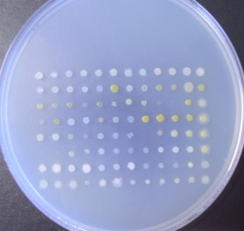 Seleção in vitro bactérias endofíticas isoladas dos manguezais em placas de 96