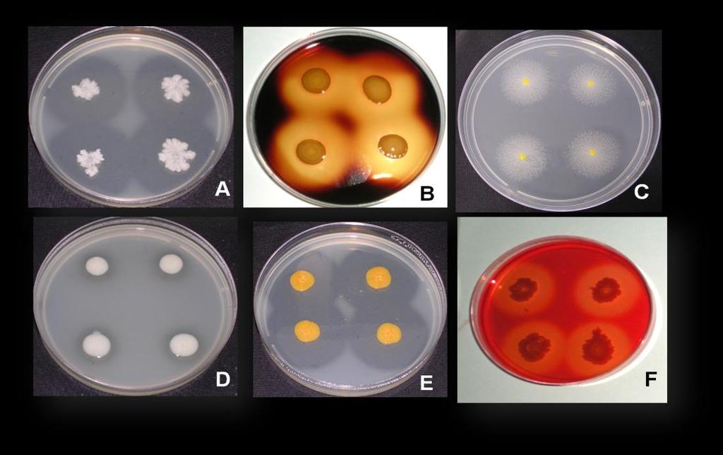 48 Figura 9 Produção enzimática por bactérias endofíticas isoladas de espécies vegetais do manguezal. A formação de halo indica a produção enzimática in vitro.