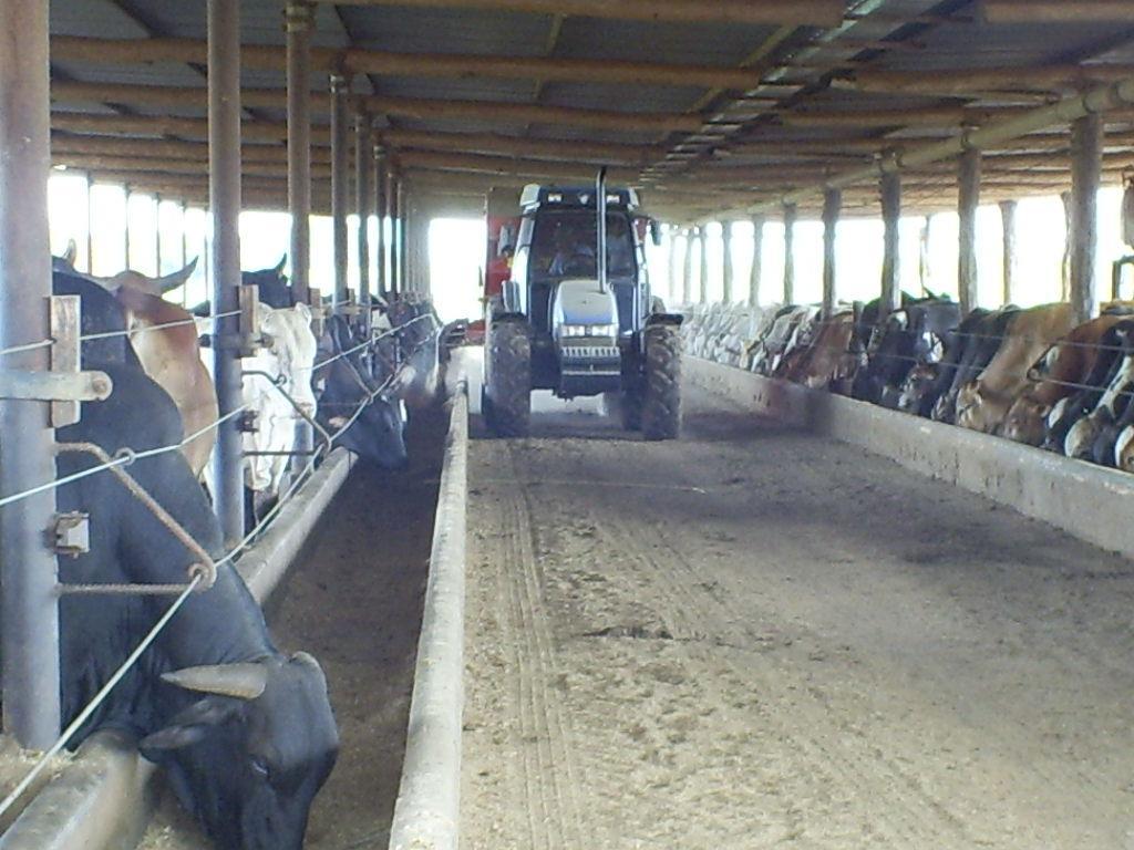 Foto 2: Abastecimento de Cocho em Confinamento no Município de Guararapes, Região Oeste Paulista (SP). Fonte: Bini, 2008.
