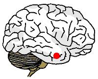 A área do cérebro que representa a mão direita não se alterou nos participantes do primeiro grupo, que só