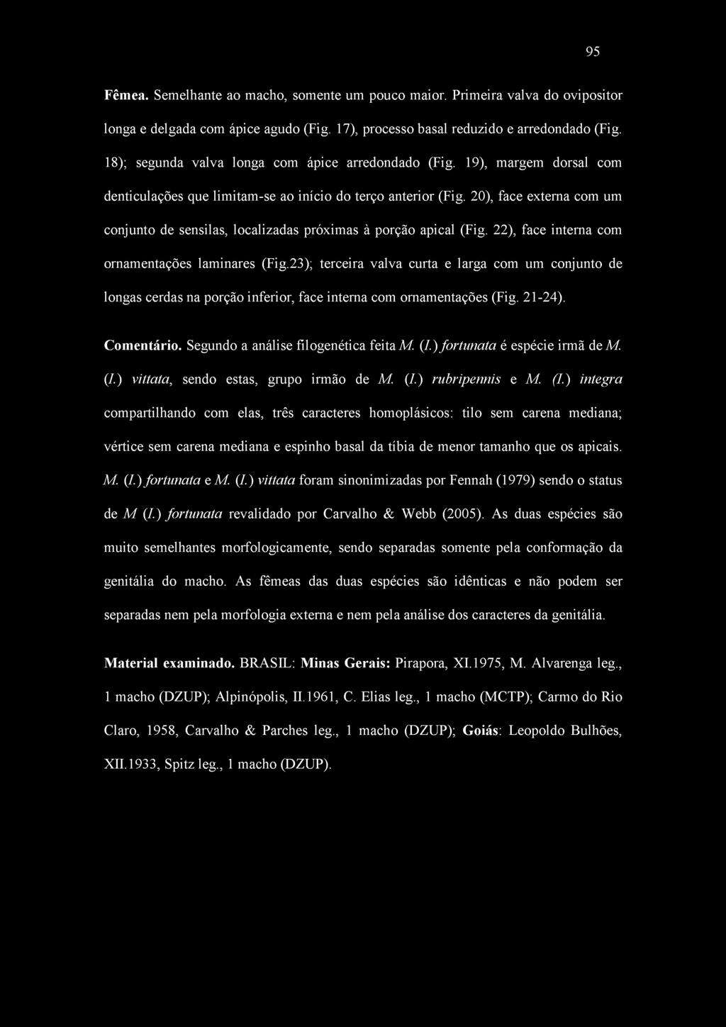 95 Fêmea. Semelhante ao macho, somente um pouco maior. Primeira valva do ovipositor longa e delgada com ápice agudo (Fig. 17), processo basal reduzido e arredondado (Fig.