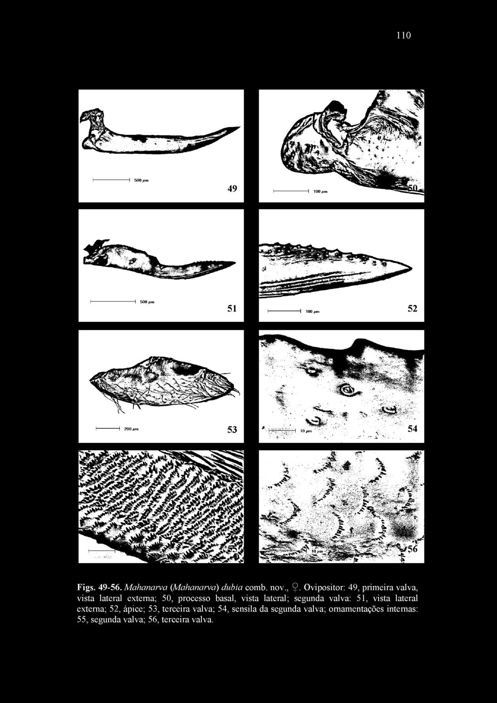 110 X\ T 1 1 500 fim 49 m m m Figs. 49-56. Mahcmarva (Mahanarva) dúbia comb. nov.,.