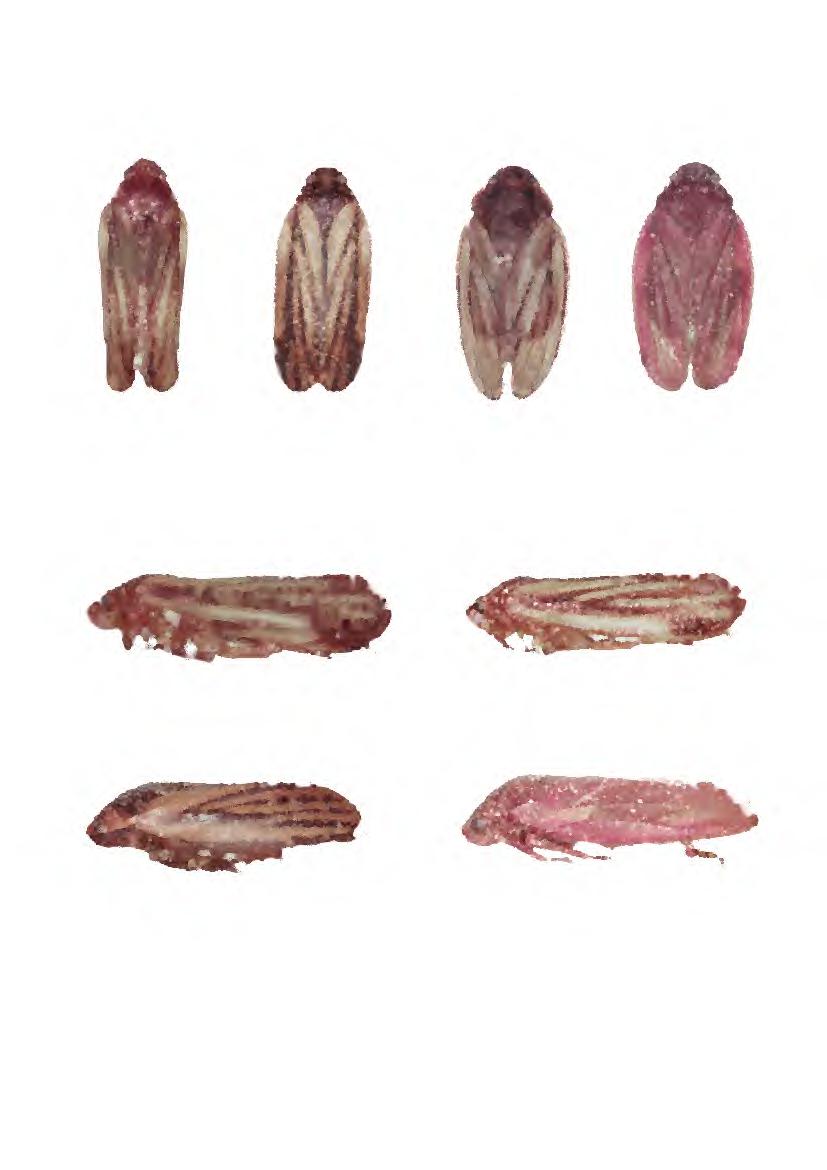 111 57 58 59 60 Figs. 57-60. Espécimes, vista dorsal: 57, M (7.