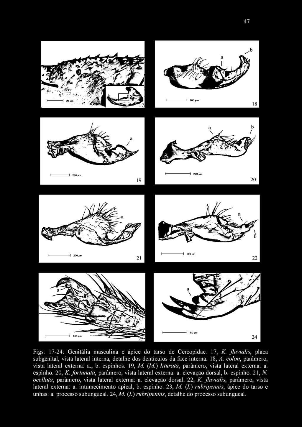 ocellata, parâmero, vista lateral externa: a. elevação dorsal. 22, K. fluvialis, parâmero, vista lateral externa: a.