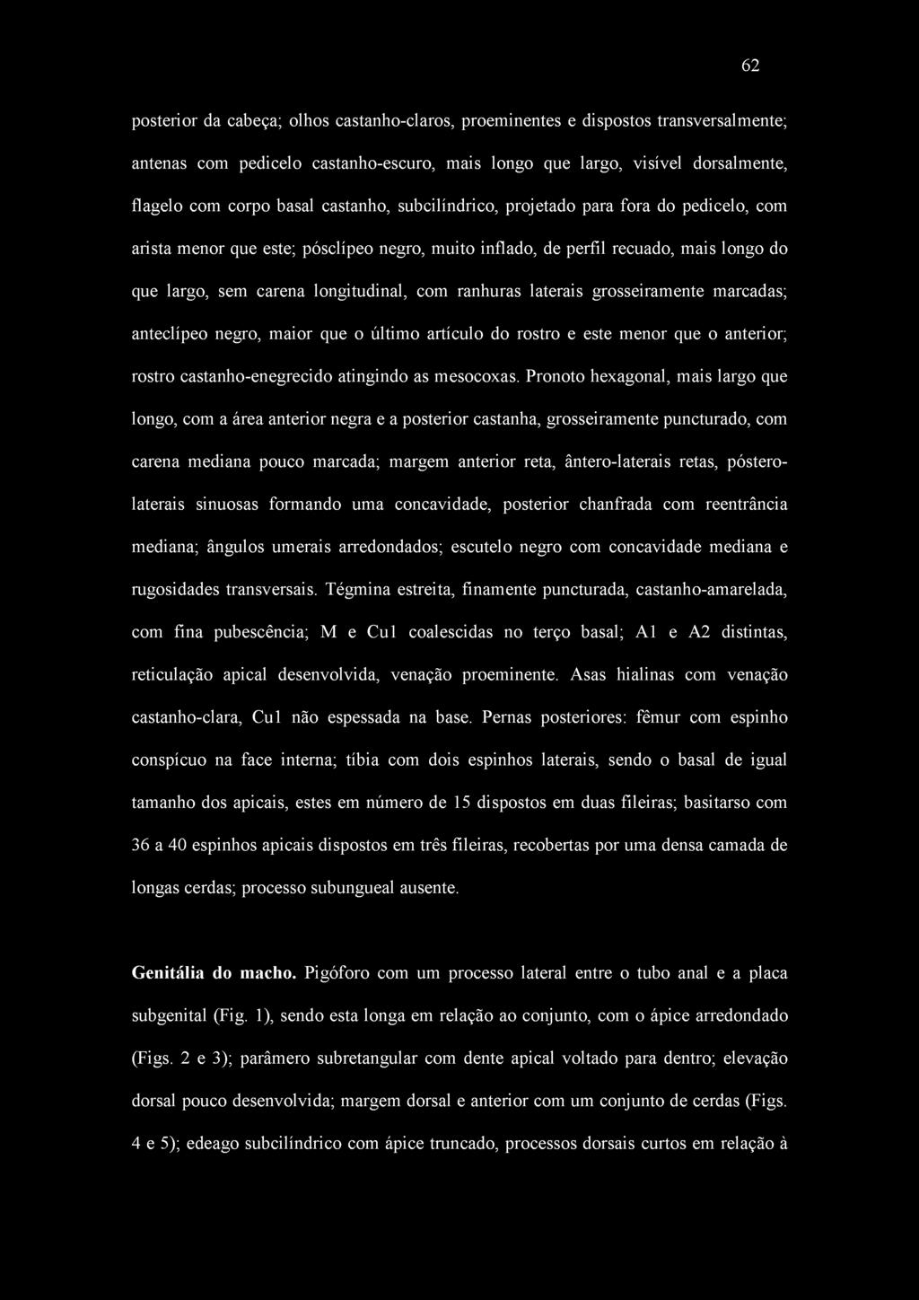 laterais grosseiramente marcadas; anteclípeo negro, maior que o último artículo do rostro e este menor que o anterior; rostro castanho-enegrecido atingindo as mesocoxas.