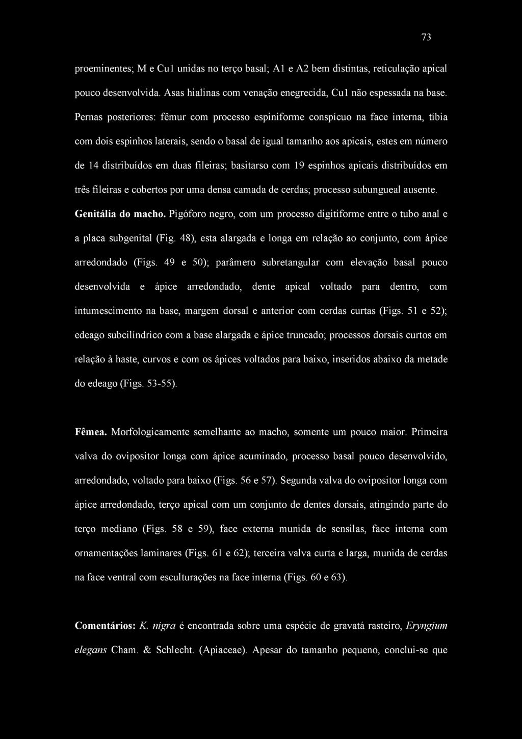 fileiras; basitarso com 19 espinhos apicais distribuídos em três fileiras e cobertos por uma densa camada de cerdas; processo subungueal ausente. Genitália do macho.