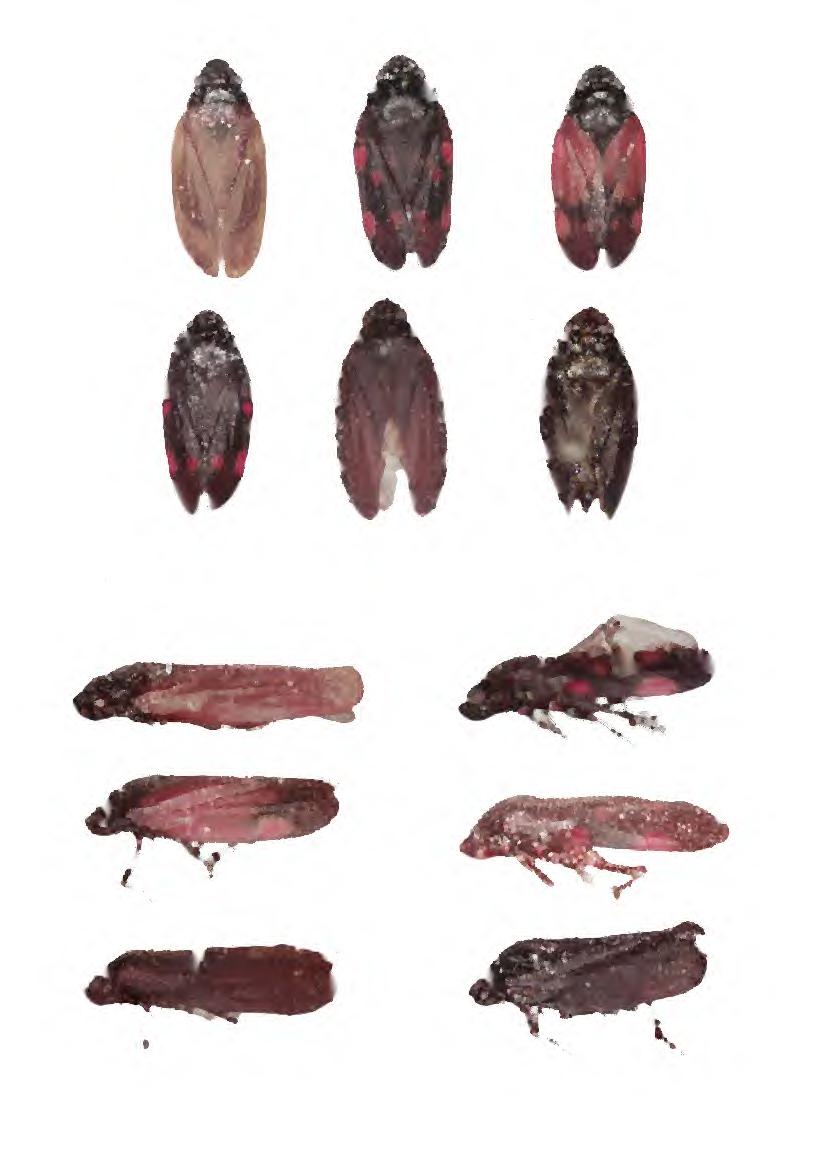 Figs. 64-69. Espécimes, vista dorsal: 64, K.