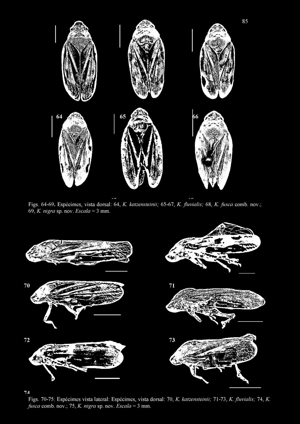 70-75: Espécimes vista lateral: Espécimes, vista
