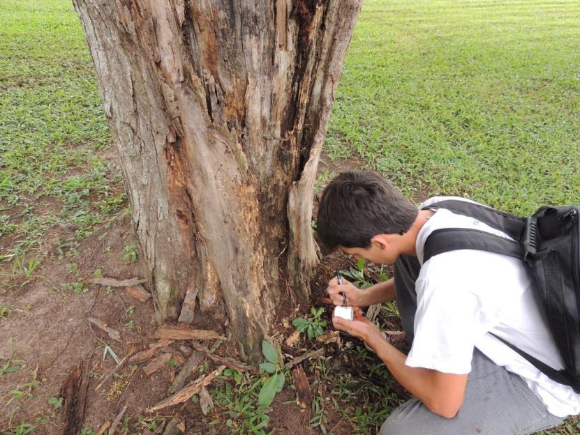 e barbante Frascos identificados Álcool 80% (Constantino 2012) Unidade