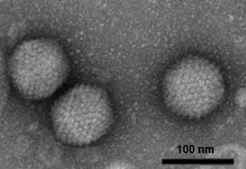 fecal-oral); Resistente ao ph do estômago, a sais biliares e a enzimas proteolíticas intestinais; Muito