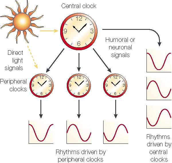 Relógio Biológico O relógio biológico coordena muitas vias de sinalização,