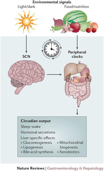 Sincronização entre o SCH e a Natureza em Mamíferos Relógios periféricos no fígado tem papel fundamental na manutenção da homeostase, incluindo regulação do metabolismo energético e expressão de