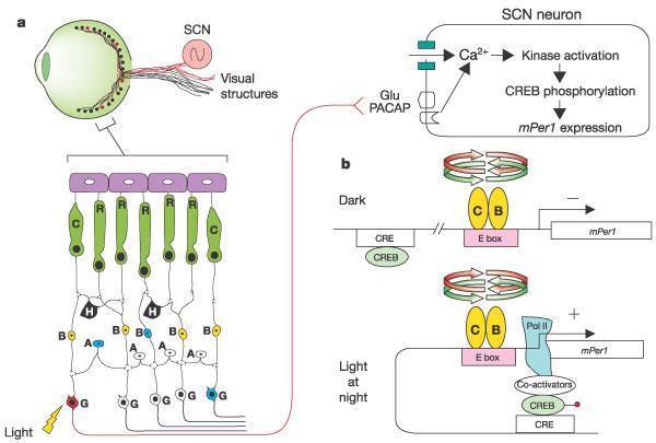 Mecanismo molecular circadiano em mamíferos A fosforilação da CREB desencadeia a ativação do heterodímero CLOCK-BMAL1, ligado ao sítio regulatório E-box;desencadeia a transcrição dos