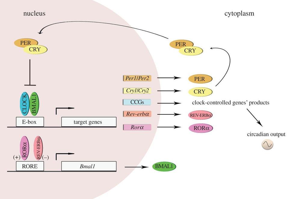 Mecanismo molecular circadiano em mamíferos Alça de feed-back (-) Alça de feed-back (- /+) A regulação da expressão dos CCGs confere ritmicidade a uma variedadede processos
