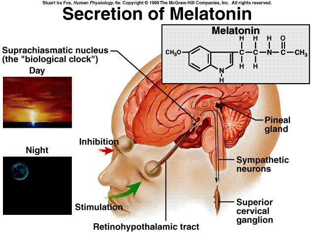 Efeito da intensidade de luz sob secreção de Melatonina A luz tem efeito inibitório indireto sobre a