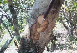 cinquenta plantas básicas de citros do Banco ativo de Germoplasma (BAG Citros) da Embrapa Mandioca e Fruticultura em Cruz das Almas, Bahia, com sintomas típicos de descamamento.