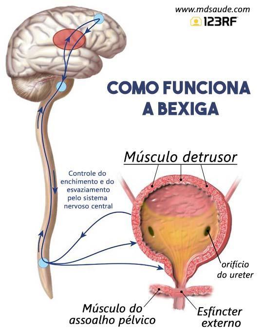 Controle Voluntário do Esvaziamento da Bexiga Centro de Micção Pontino Controle Neurológico da Micção A bexiga e a uretra estão conectadas ao sistema límbico que rege nossas emoções