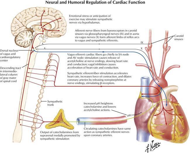 Regulação Neural e