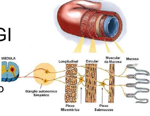 Inervação Simpática do Sistema Nervoso Entérico A estimulação simpática inibe a atividade do