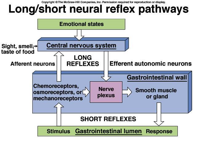 Vias Reflexas Curtas e Longas Sistema Simpático e Parassimpático Sistema Entérico Terminações nervosas sensoriais do epitélio ou na parede intestinal enviam aferentam os dois plexus; podem provocar