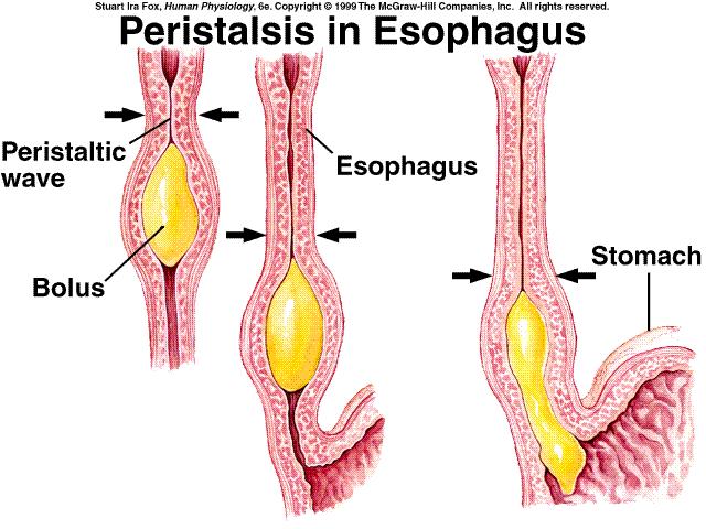 Peristaltismo no Esôfago A passagem do bolo alimentar provoca constrição do esfincter superior (EES), e uma peristalse primária inicia-se logo abaixo do EES e empurra o