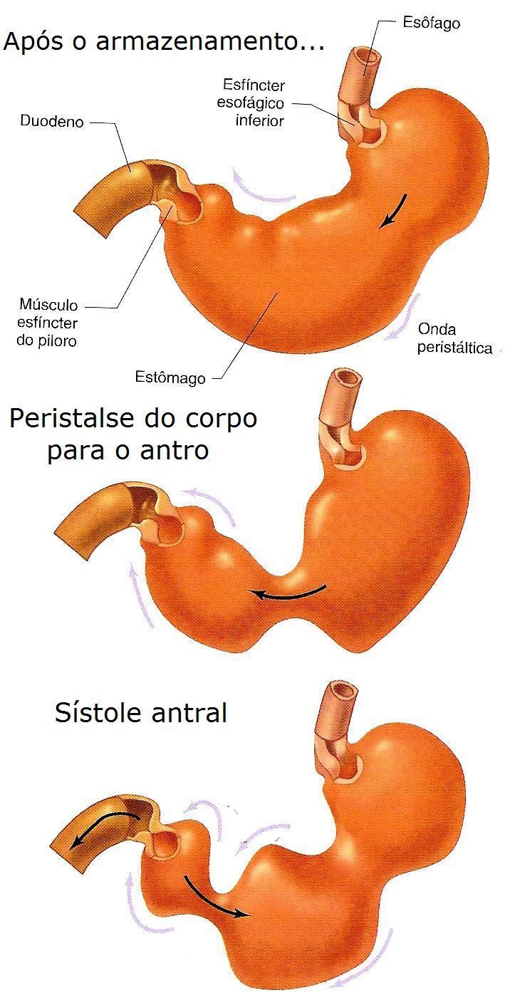 Motilidade Gástrica As contrações gástricas começam no meio do corpo do estômago e progridem na região do piloro.