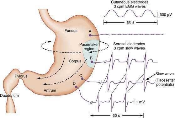 Marcapasso e Potenciais de ondas lentas A atividade elétrica começa na junção entre o fundo e o estômago.