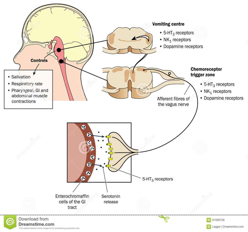 Estímulos desencadeadores: distensão do estômago e do duodeno, estímulo tátil da parte posterior da