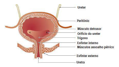 Micção é o processo de esvaziamento da bexiga através da uretra, pelo