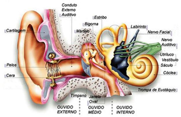 Canais de i/o: A audição Fornece informação sobre o ambiente distâncias, direcções, objectos Físico: ouvido médio: protege o interno e amplifica o som ouvido externo: transmite as ondas como