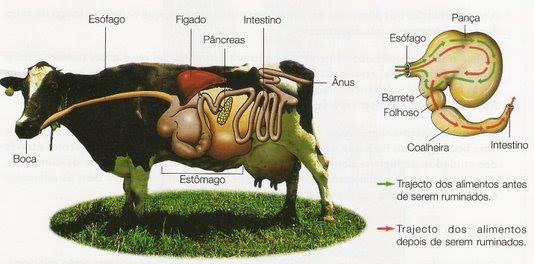 Sistema digestivo bovino Pança é onde fica a comida armazenada; Barrete onde ocorre a regurgitação;