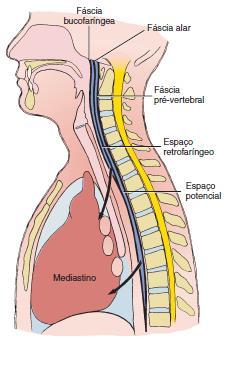 19 FIGURA 1 - Espaço retrofaríngeo. A fáscia retrofaríngea e alar. Espaço potencial; Mediastino póstero superior. Fonte: HUPP, 2009.